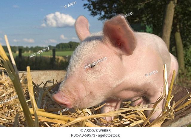 Domestic Pig piglet