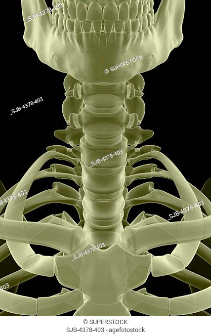 Front view of stylized bones of the cervical spine and sternoclavicular joint