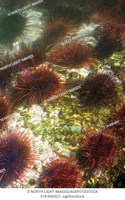 Canada, BC, Queen Charlotte Islands.  Sea urchins below the surface of the water, in the intertidal zone of Burnaby Narrows