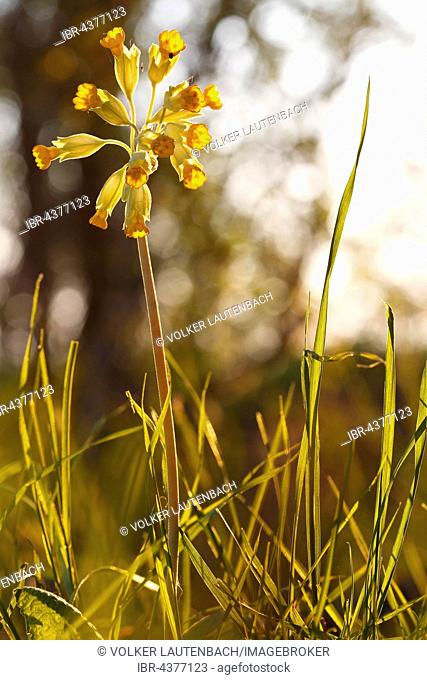 Cowslip (Primula veris), nature park Peenetal, Mecklenburg-Western Pomerania, Germany