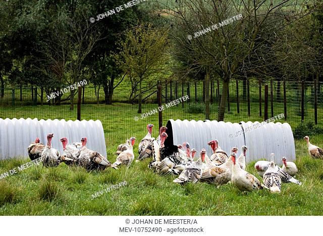 Turkeys - group outside shelter in field (Meleagris gallopavo)