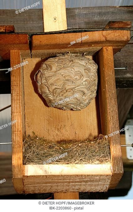 Nest of European hornets (Vespa crabro) in a bird nesting box, front wall was removed, Allgaeu, Bavaria, Germany, Europe