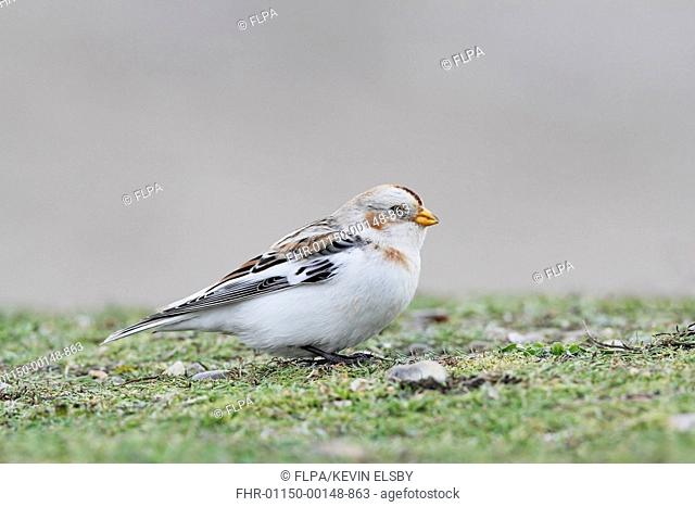 Snow Bunting (Plectrophenax nivalis) adult male, winter plumage, standing on ground, Salthouse, Norfolk, England, January