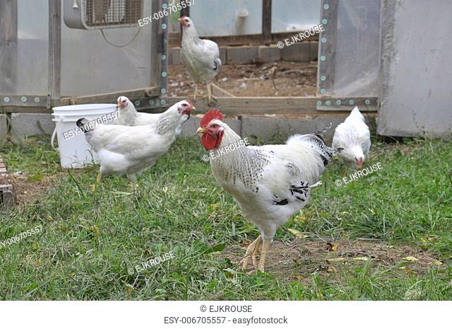 Free range chickens raised in Asheville North Carolina