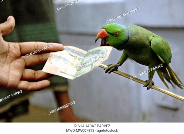 A trained parrot Rani picking money from the customer for her master a fortune teller at a road side fortune telling shop in Dhaka, Bangladesh March 18, 2005