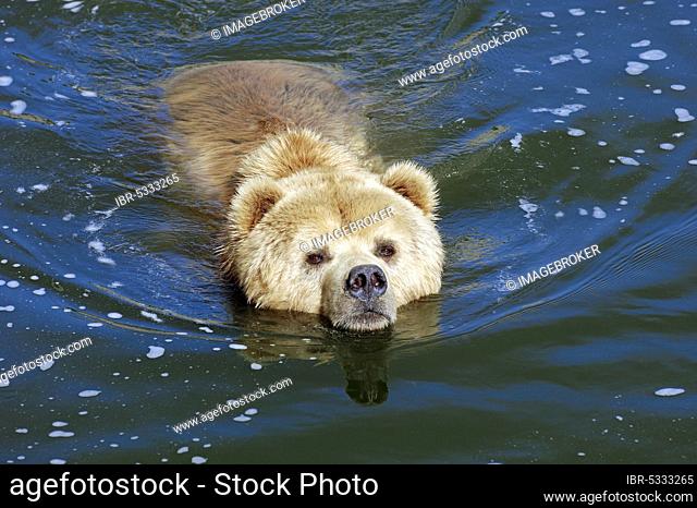 Kodiak bear (Ursus arctos middendorffi), male