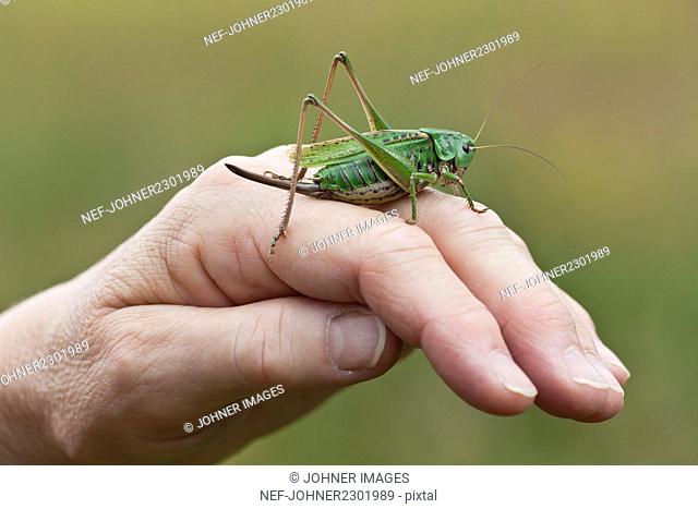 Man holding grasshopper on hand