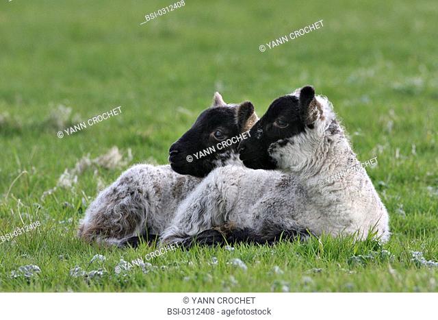 A LAMB Lamb, picture taken in Shetland Islands in Scotland. Ovis aries  Sheep  Goat antelope  Bovid  Ruminant  Mammal