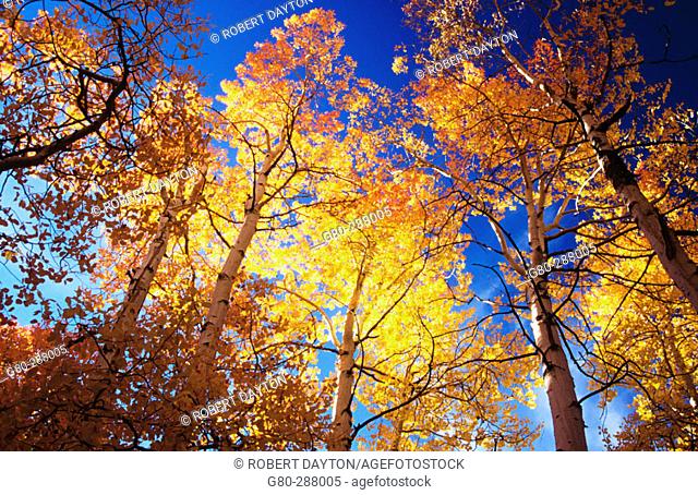 Fall. Eastern Sierras. California. USA