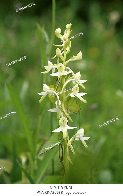 Lesser Butterfly-orchid Platanthera bifolia