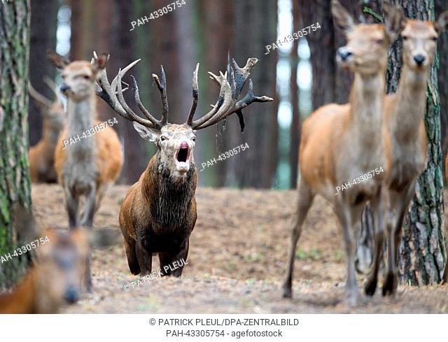 A red deer bells in a compound in the Schorfheide Game Park in Großebeck, Germany, 08 October 2013. On 12 October 2013 the game park holds the night of the...