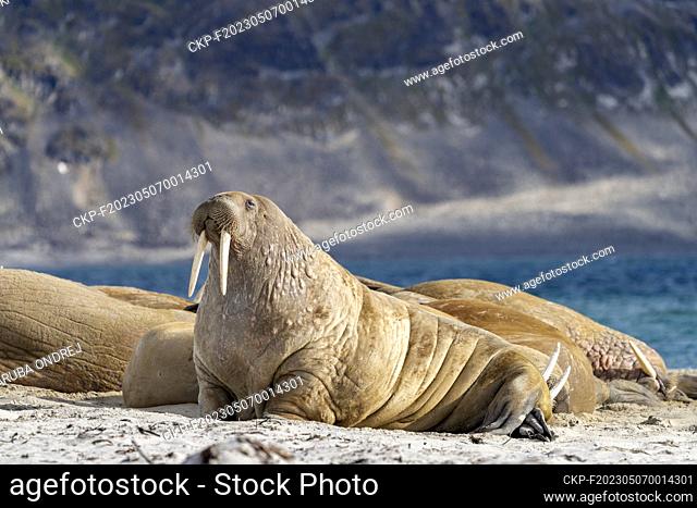 walrus on the beach, wildlife, wild animal (CTK Photo/Zaruba Ondrej)