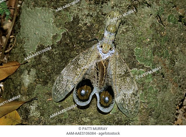Dead Peanut Bug showing Eye Spots (Fulgora laternaria) Belize, aka Lantern Bug