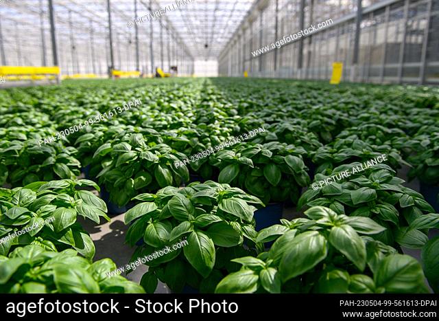 04 May 2023, Saxony-Anhalt, Sülzetal: Basil thrives in a greenhouse of the company ""Bördegarten"". ""Bördegarten"" is a company of the ""Wimex Group"" which...