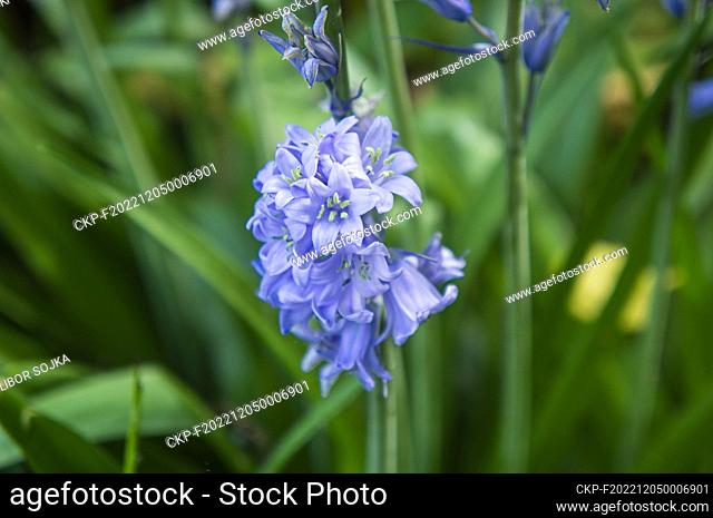 Spanish Bluebell, Hyacinthoides hispanica (Endymion hispanicus), flowering in Pruhonice, Czech Republic on May 16, 2022. (CTK Photo/Libor Sojka)