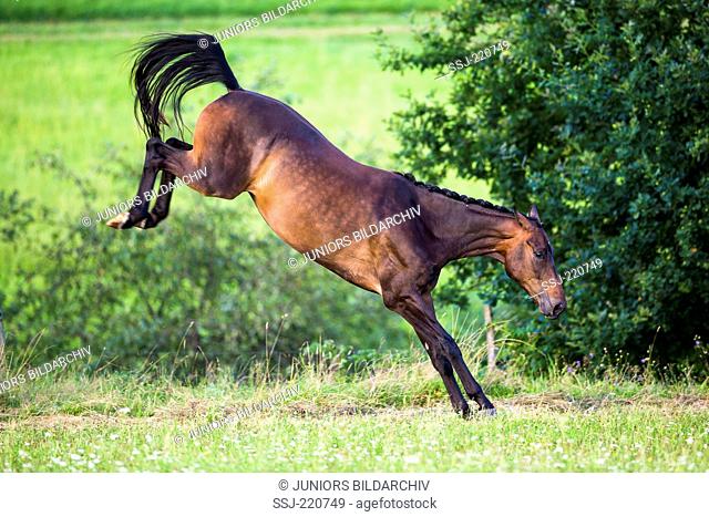 Oldenburg Horse. Bay gelding bucking on a meadow. Germany