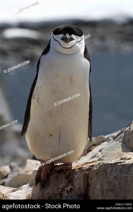 Antarctic penguin which stands on a rock near the colony