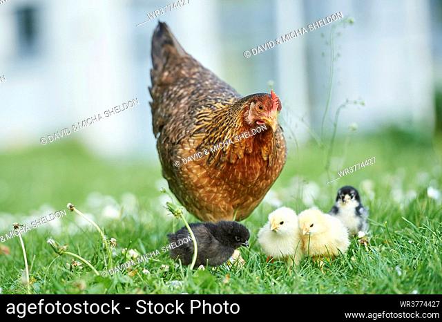 Chicken, Gallus gallus domesticus, and chicks on a meadow, Bavaria, Germany, Europe