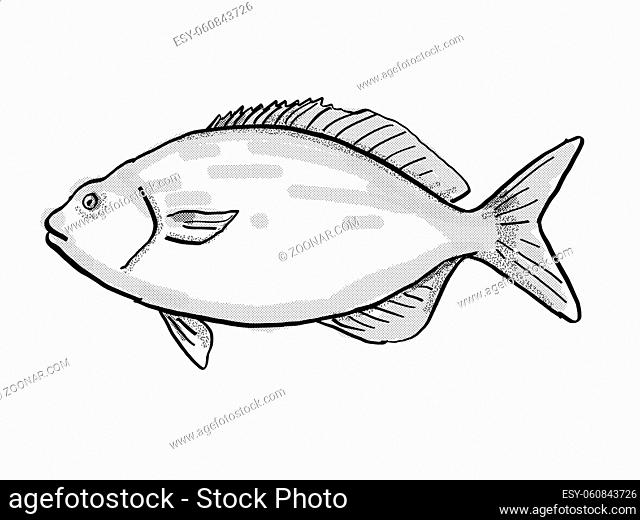 Retro cartoon style drawing of a Bermuda Chub, a wreck and reef marine life fish species of Florida and Gulf of Mexico viewed from side done in black and white