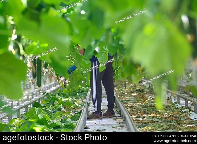 04 May 2023, Saxony-Anhalt, Sülzetal: An employee of the greenhouse Bördegarten cuts back the leaves of cucumbers. ""Bördegarten"" is a company of the ""Wimex...