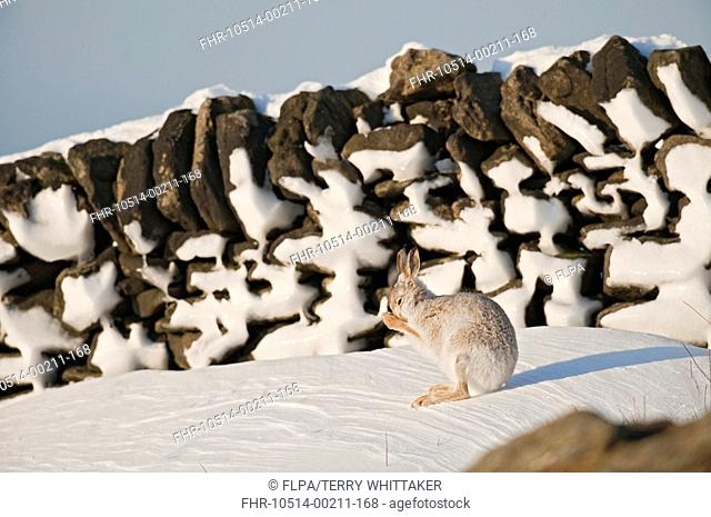 Mountain Hare Lepus timidus adult, winter coat, grooming, sitting on moorland in snow, Peak District, Derbyshire, England, winter