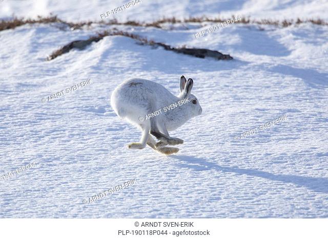 Mountain hare / Alpine hare / snow hare (Lepus timidus) in winter pelage running in the snow, Cairngorms National Park, Scotland, UK