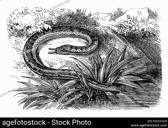 Erpeton tentacle, vintage engraved illustration. Magasin Pittoresque 1876