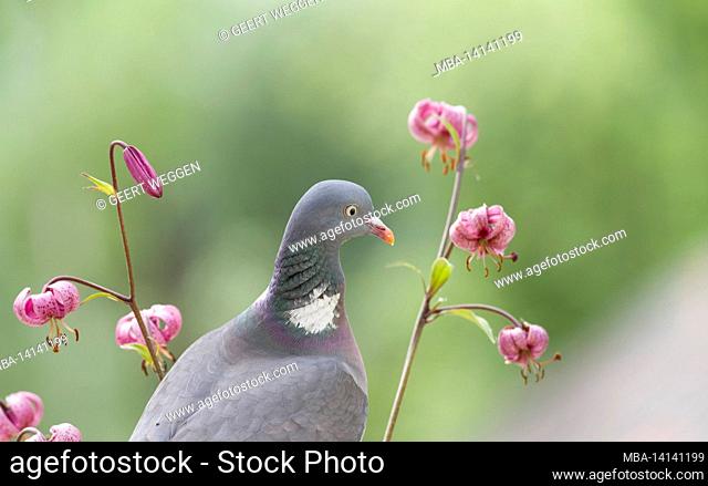 wood pigeon standing between a lily