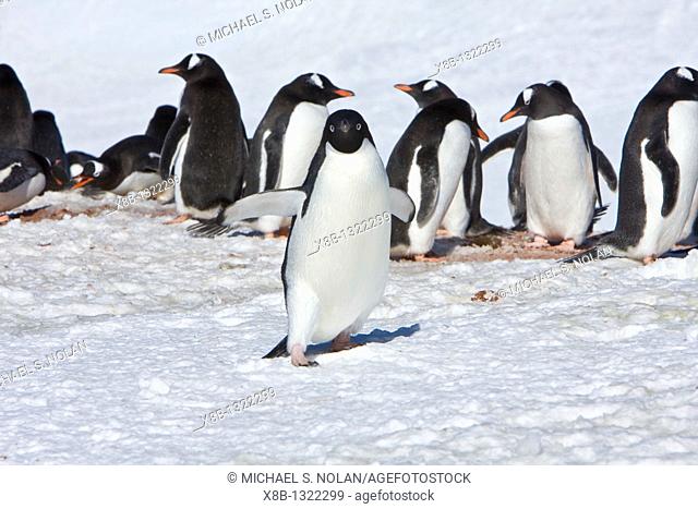A lone adult Adelie penguin Pygoscelis adeliae among breeding colonies of gentoo and chinstrap penguins on Petermann Island, Antarctica