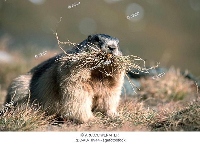 Alpine Marmot making hay Austria Marmota marmota