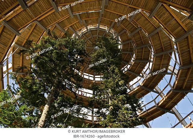 Tree platform, 44 metres high, the world's longest tree top walk, barrier-free spiral form, Neuschoenau, Bavarian Forest National Park, Bavaria, Germany, Europe