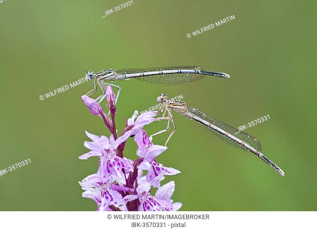 Two Blue-tailed Damselfies (Ischnura elegans) on a Heath Spotted Orchid or Moorland Spotted Orchid (Dactylorhiza maculata), North Hesse, Hesse, Germany