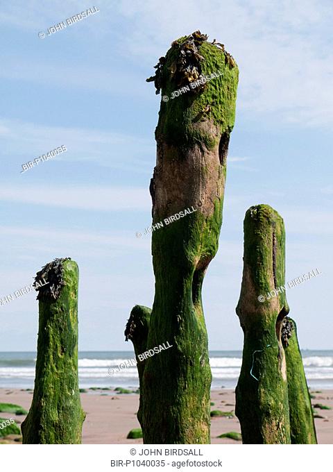 Old seaweed-covered wooden groynes on the beach at Sandsend, Whitby