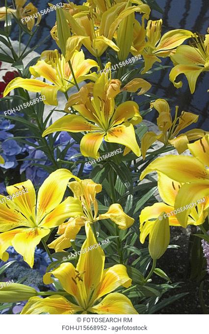 lilies, conservatory, mcneely, marjorie, yellow