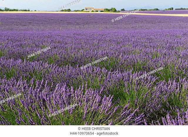 Europe, France, Provence-Alpes-Côte d'Azur, Provence, Valensole, Lavender, field, agriculture
