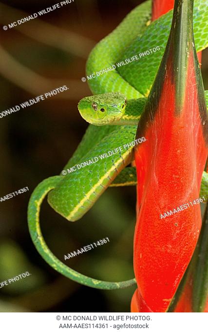 Striped Palm Pit-viper, Bothriechis lateralis, arboreal viper, controlled situation, Arenal Volcano, Costa Rica, Central America