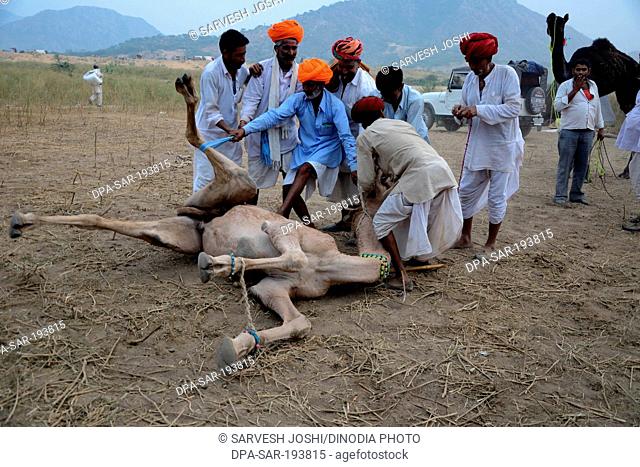 Men trying tie string on camel nose, pushkar, rajasthan, india, asia