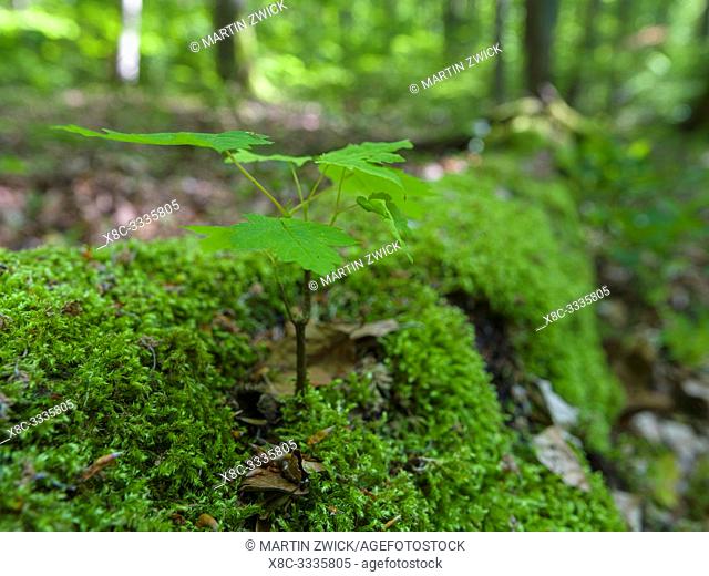 Seedling on dead wood. The woodland Hainich in Thuringia, National Park and part of the UNESCO world heritage - Primeval Beech Forests of the Carpathians and...