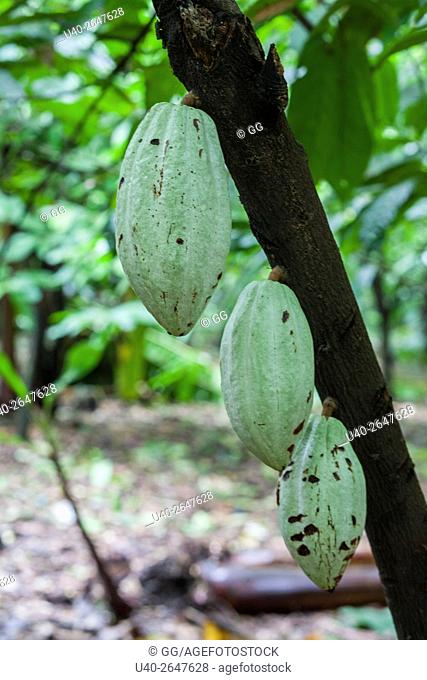 Cacao Growing on tree