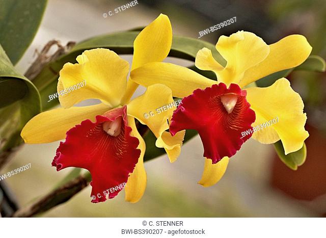 Cattleya orchid (Cattleya Derna 'Anderson', Cattleya Derna 'Anderson'), flowers