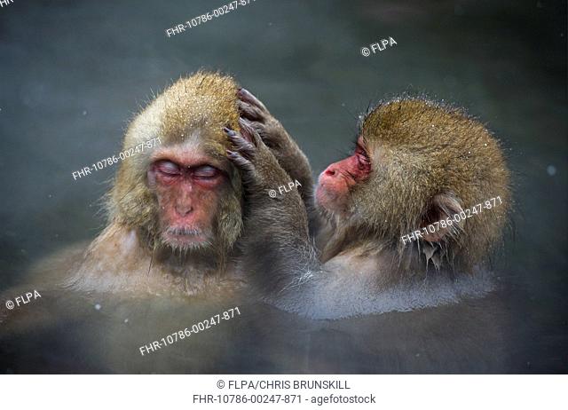 Japanese Macaque (Macaca fuscata) two young, mutual grooming, bathing in hotspring, Jigokudani Monkey Park, Joshinetsu Kogen N.P