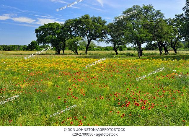 Spring wildflowers, Llano County, Texas, USA