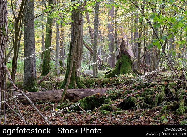 Autumnal deciduous primeval stand with old broken spruce tree in background, Bialowieza Forest, Poland, Europe