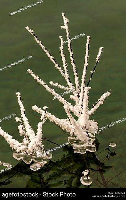 Ice crystal on the branches of a willow reflected in the water of the Sylvenstein reservoir in the Karwendel mountains