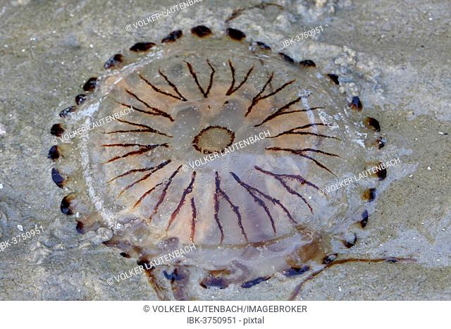 Northern Sea Nettle (Chrysaora melanaster), jellyfish, East Frisian Islands, East Frisia, Lower Saxony, Germany