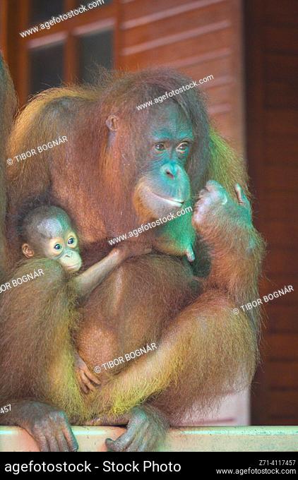 Orangutan, Pongo Pygmaeus, Malaysia, Sabah, Sepilok,