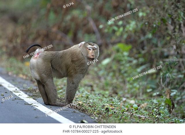 Southern Pig-tailed Macaque Macaca nemestrina adult, standing at edge of road, Khao Yai N P , Thailand