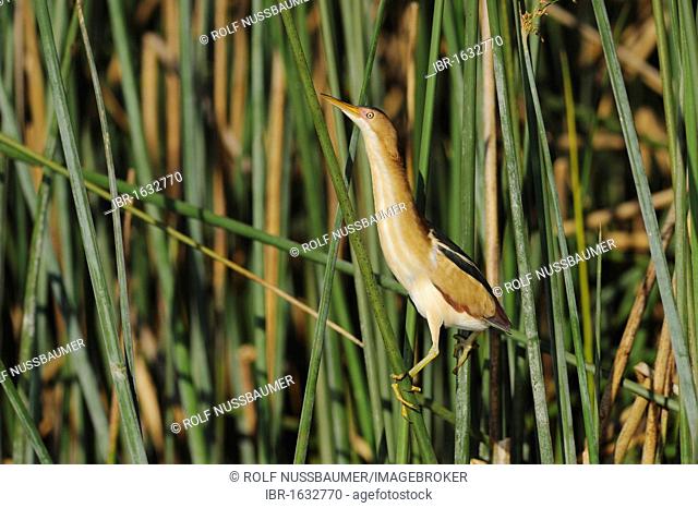 Least Bittern (Ixobrychus exilis), adult in reeds, Fennessey Ranch, Refugio, Coastal Bend, Texas Coast, USA