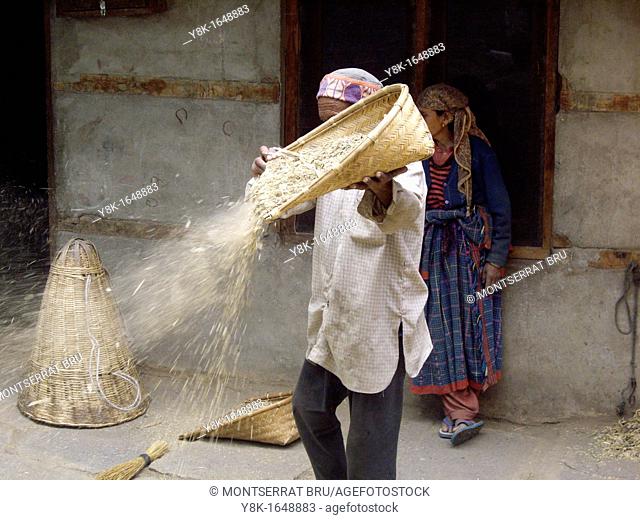 Man winnowing cereal in his yard in Vashist, Himachal Pradesh, India