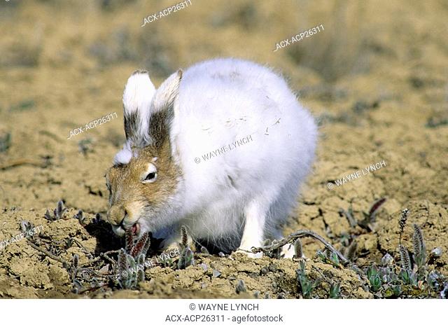 Arctic hare Lepus arcticus molting into brown summer pelage and eating willow catkins, Banks Island, NWT, Arctic Canada